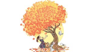 Maple tree, multi purpose use maple