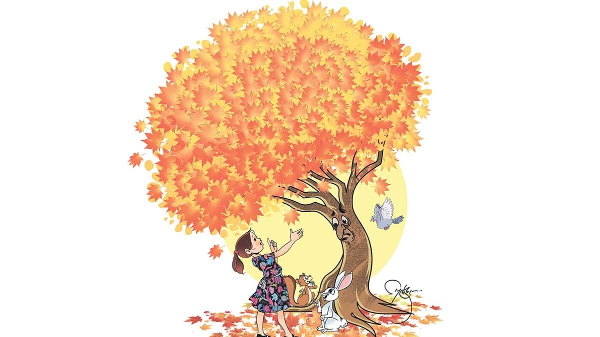 Maple tree, multi purpose use maple