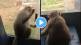 monkey takes ride on ksrtc bus in haveri karnataka passengers recorded video