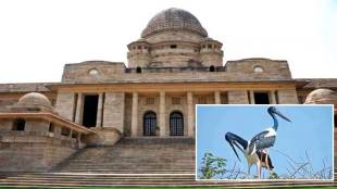 nagpur bench ask committee about steps taken for stork conservation