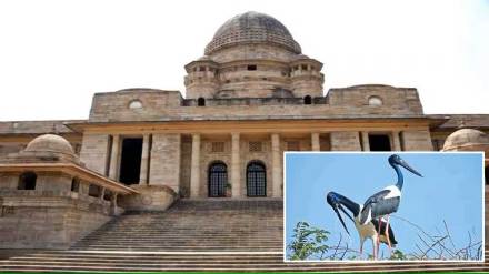 nagpur bench ask committee about steps taken for stork conservation