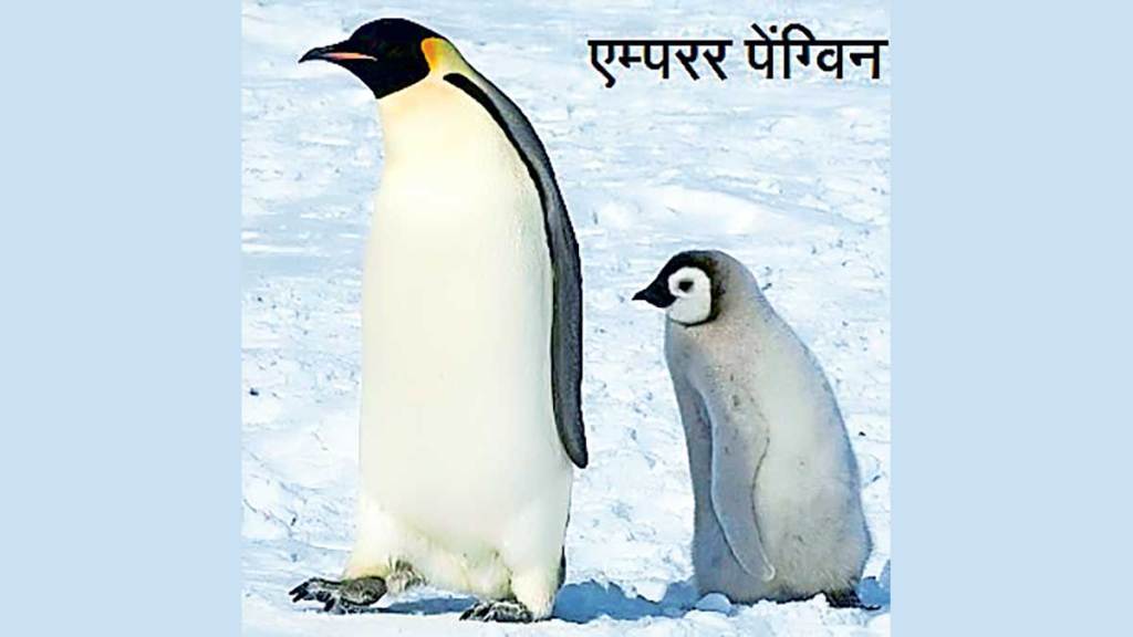 facts about emperor penguins largest penguin species