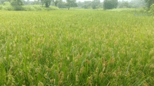 Paddy crops growing vigorously Uran satisfactory rainfall