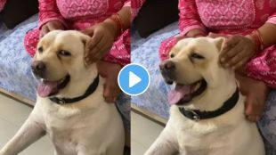 pets video goes viral