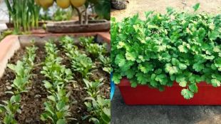 Coriander Farming