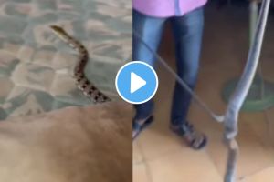 VIDEO : बापरे! चक्क उशीमध्ये लपून बसला होता साप, व्हिडीओ पाहून थरकाप उडेल shocking viral video on instagram