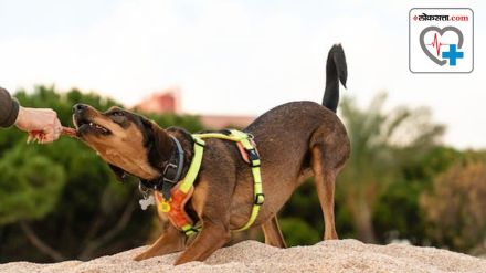 Dog Bite Treatment