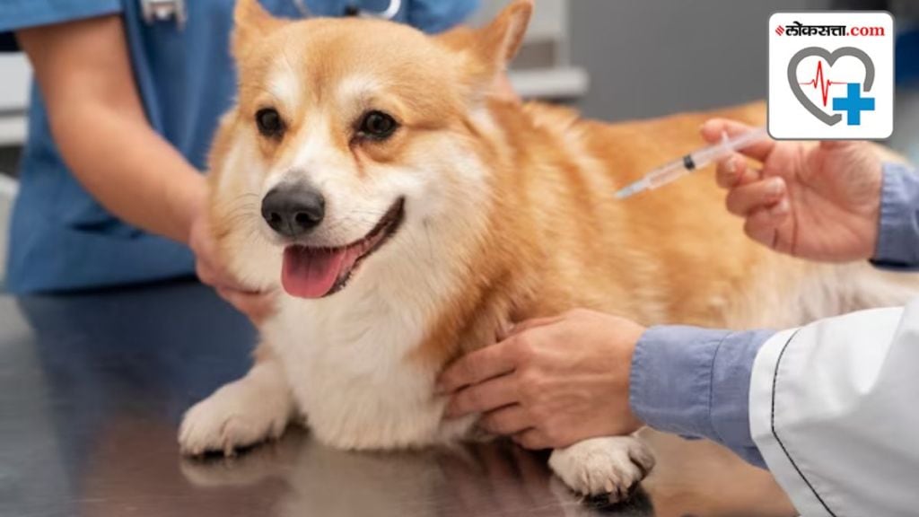 How to Vaccinate dog