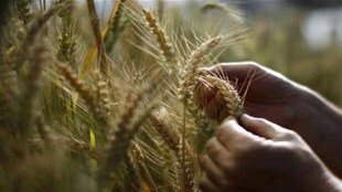 rain hits on rabbi crop