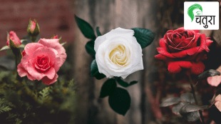 Know about different species of rose cultivating
