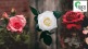 Know about different species of rose cultivating