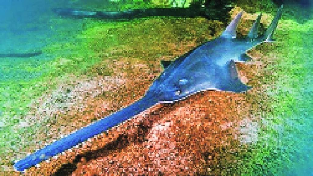 Kutuhal article World Sawfish Day International Organization for Conservation of Nature and Natural Resources l