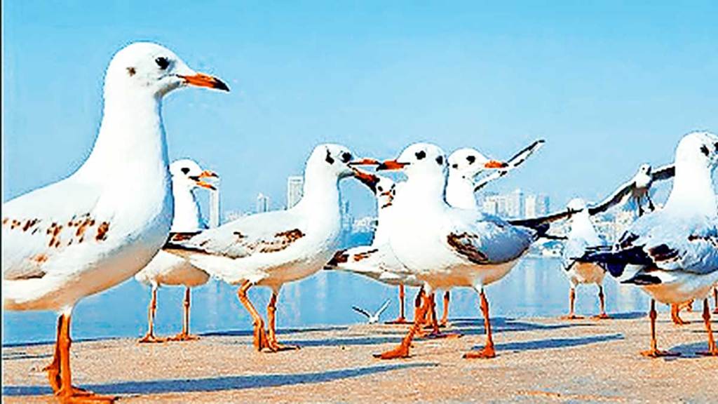 kutuhal migration of seabirds seabird migration strategies migratory seabirds