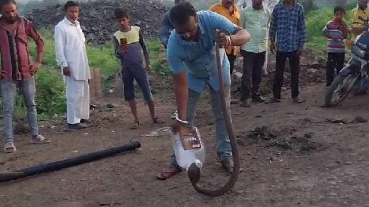 buldhana, amboda village, snake rescue, farm
