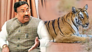 Forest Minister Sudhir Mungantiwar forest officials measures eliminate death tigers lightning nagpur
