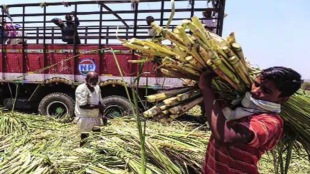 availability of sugarcane decreased, 37 sugar mills Solapur prepared start sugarcane crushing season.