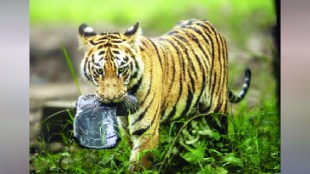tiger, Tadoba Andhari tiger project earlier tigers were found playing with plastic bottles