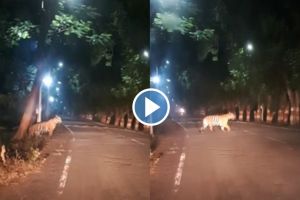 Video: सावधान! वाघ फेरफटका मारतोय… striped tiger spotted in the Chandrapur power station