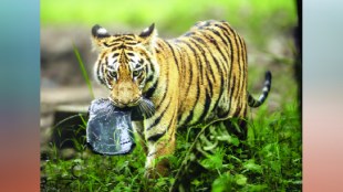 tiger , How is plastic harmful to animals, plastic harmful to animals