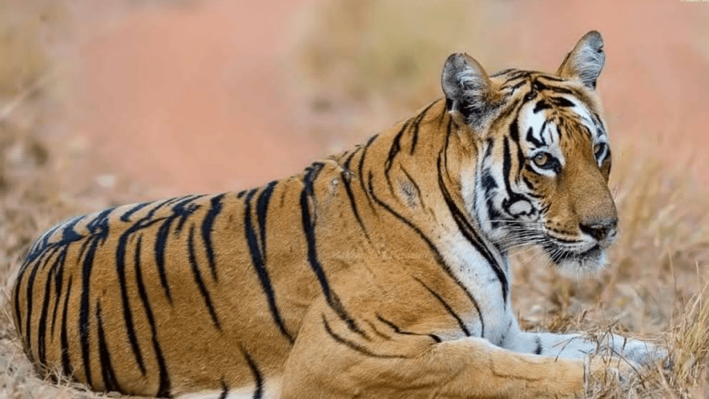 tiger died Hirabambai forest Susarda forest Melghat Regional Forest Division amravati