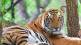 tigress body found in bhadrawati range forest