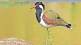 presence of lapwing bird in mumbai