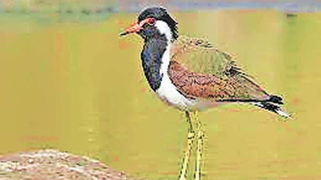 presence of lapwing bird in mumbai