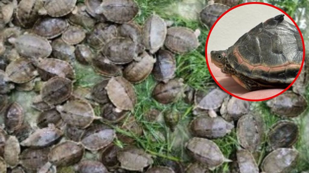 955 rare species tortoise puppies seized
