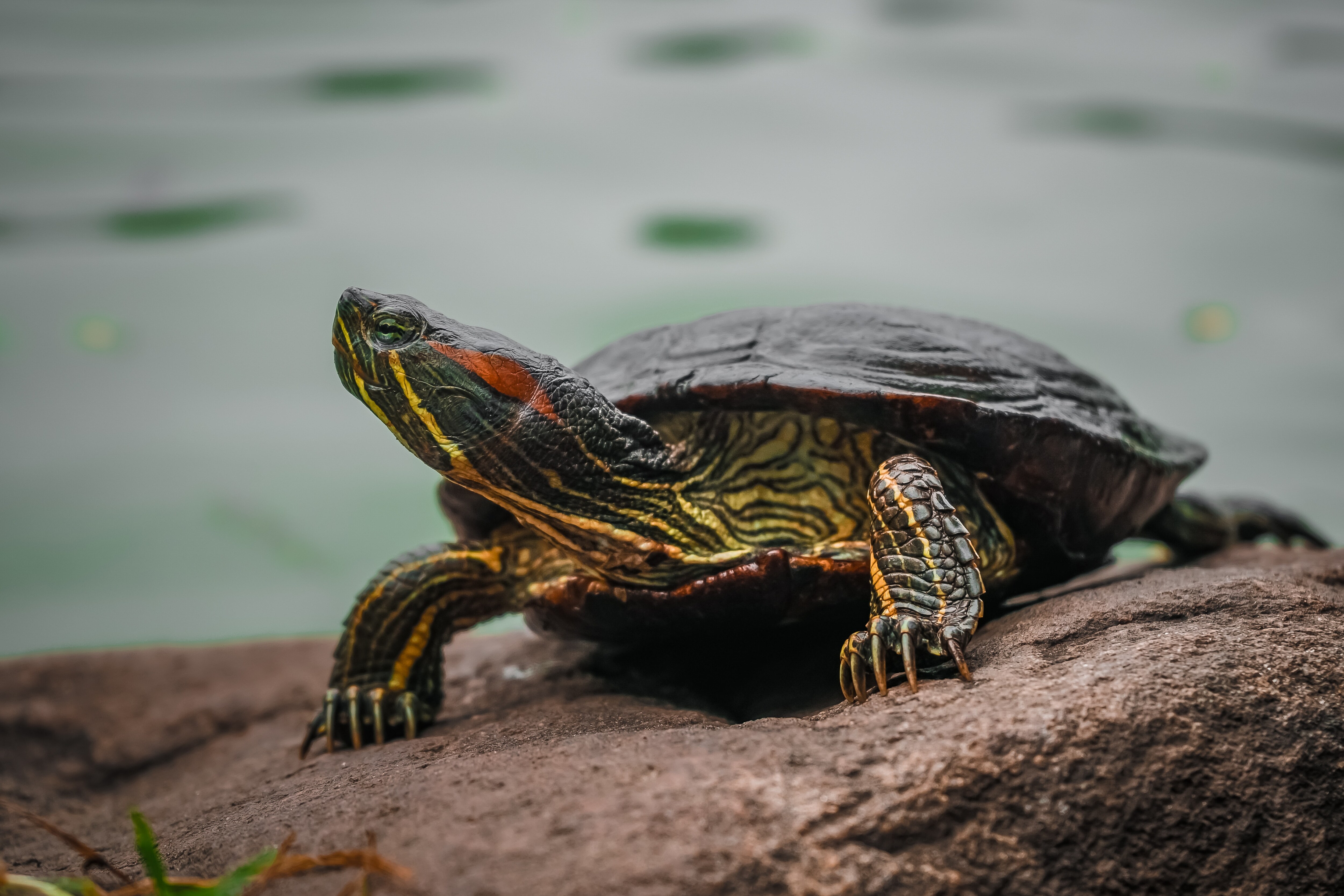 vastu-shastra-metal-turtle