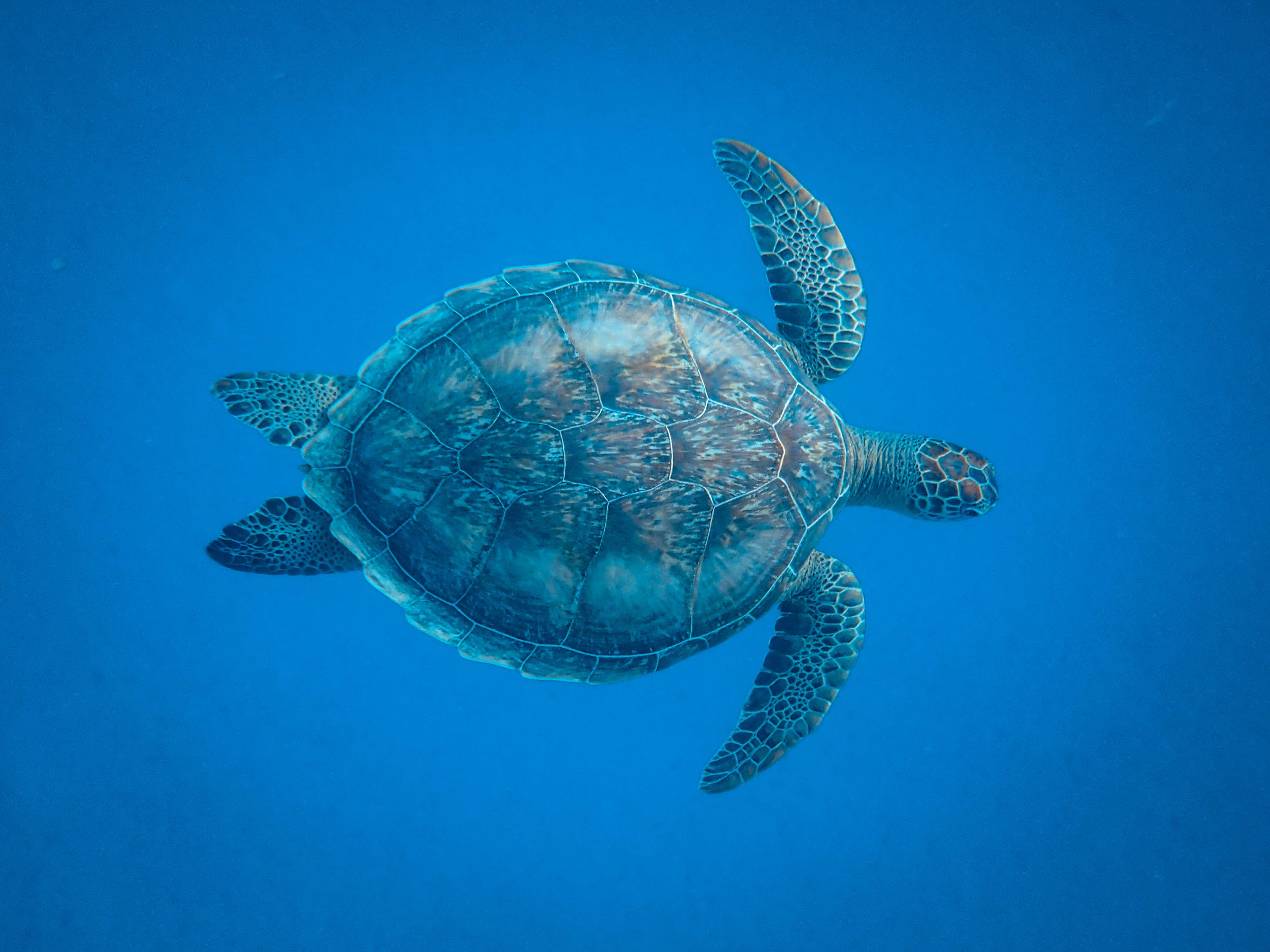 vastu-shastra-metal-turtle