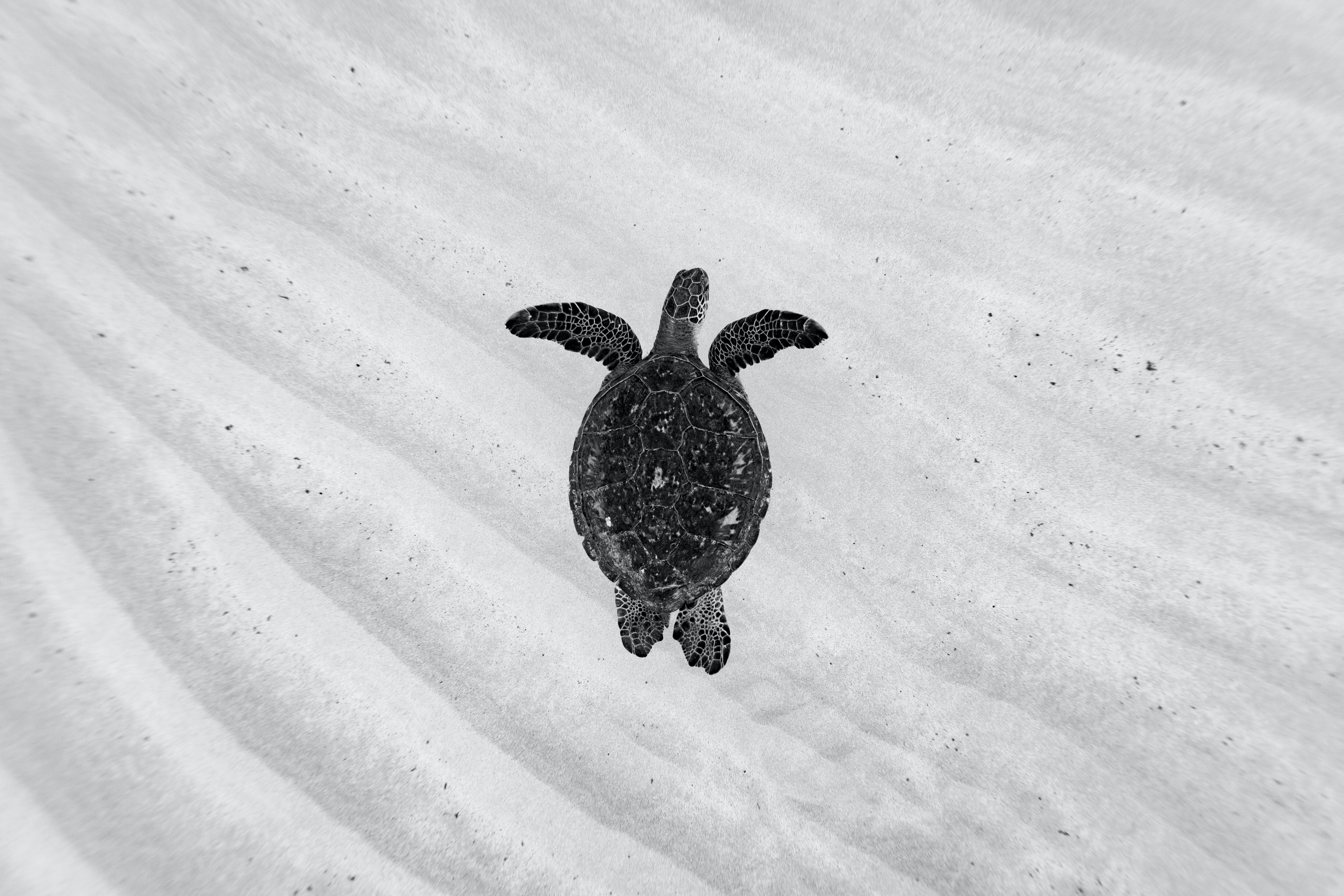 vastu-shastra-metal-turtle 