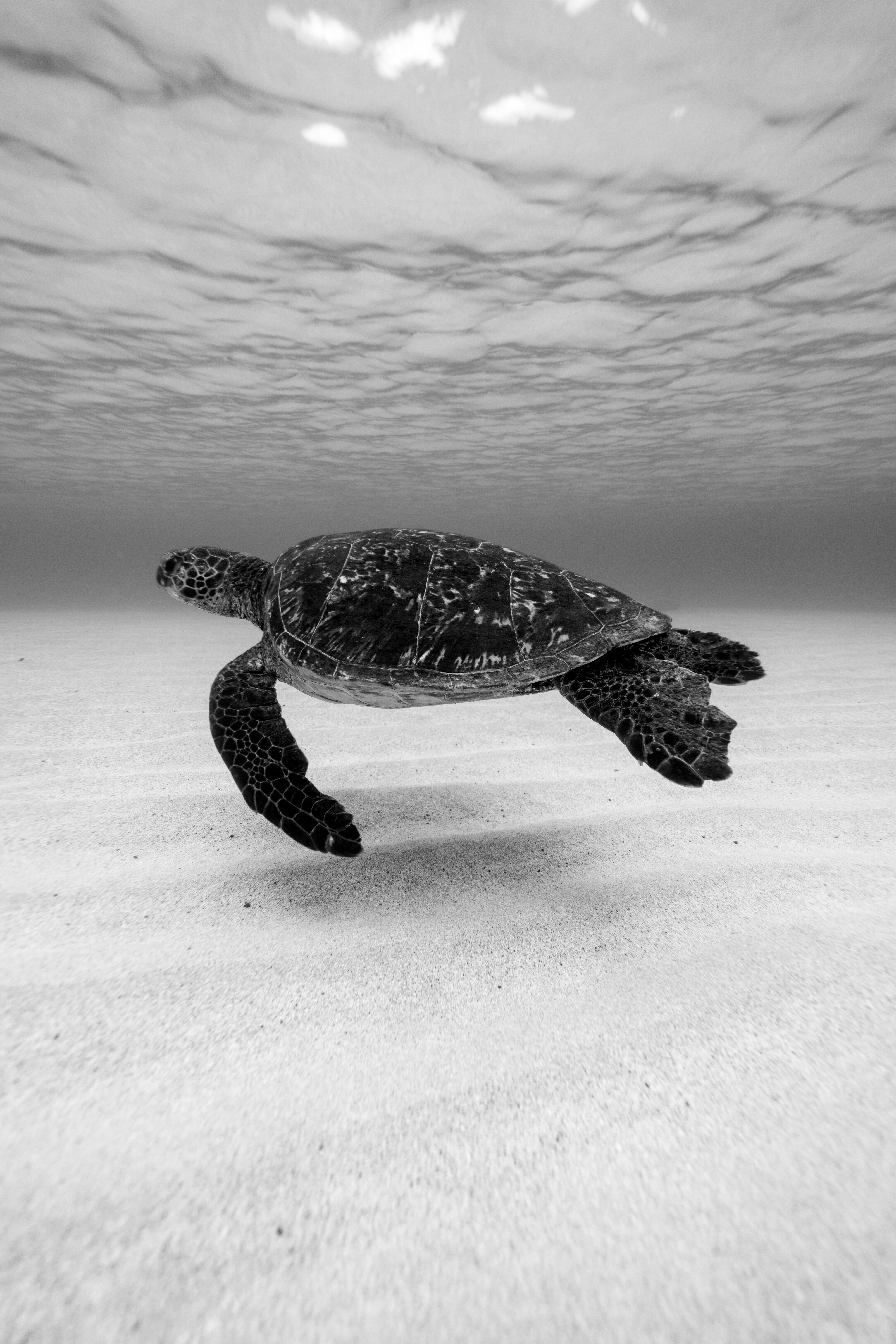 vastu-shastra-metal-turtle 