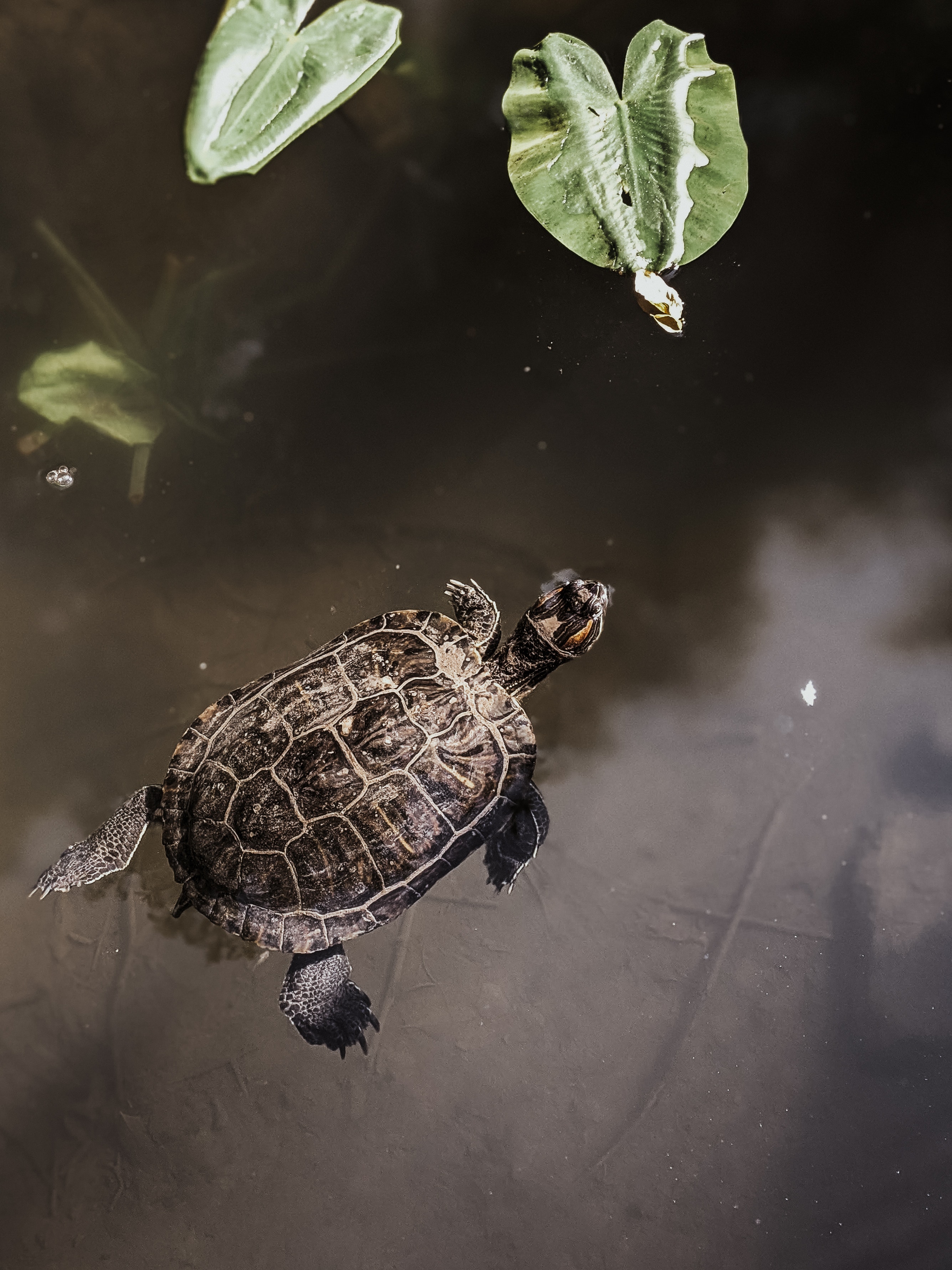 vastu-shastra-metal-turtle