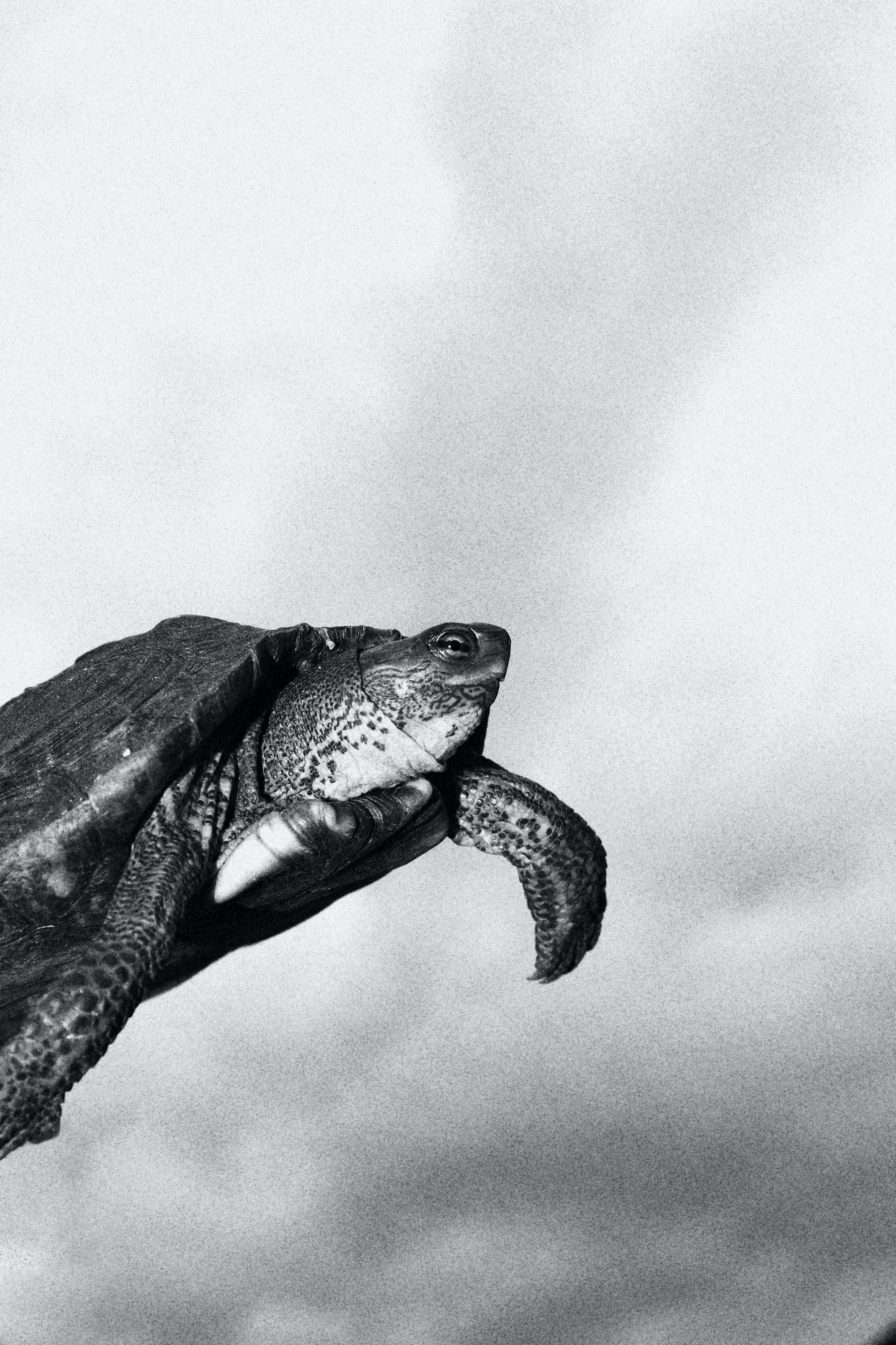 vastu-shastra-metal-turtle