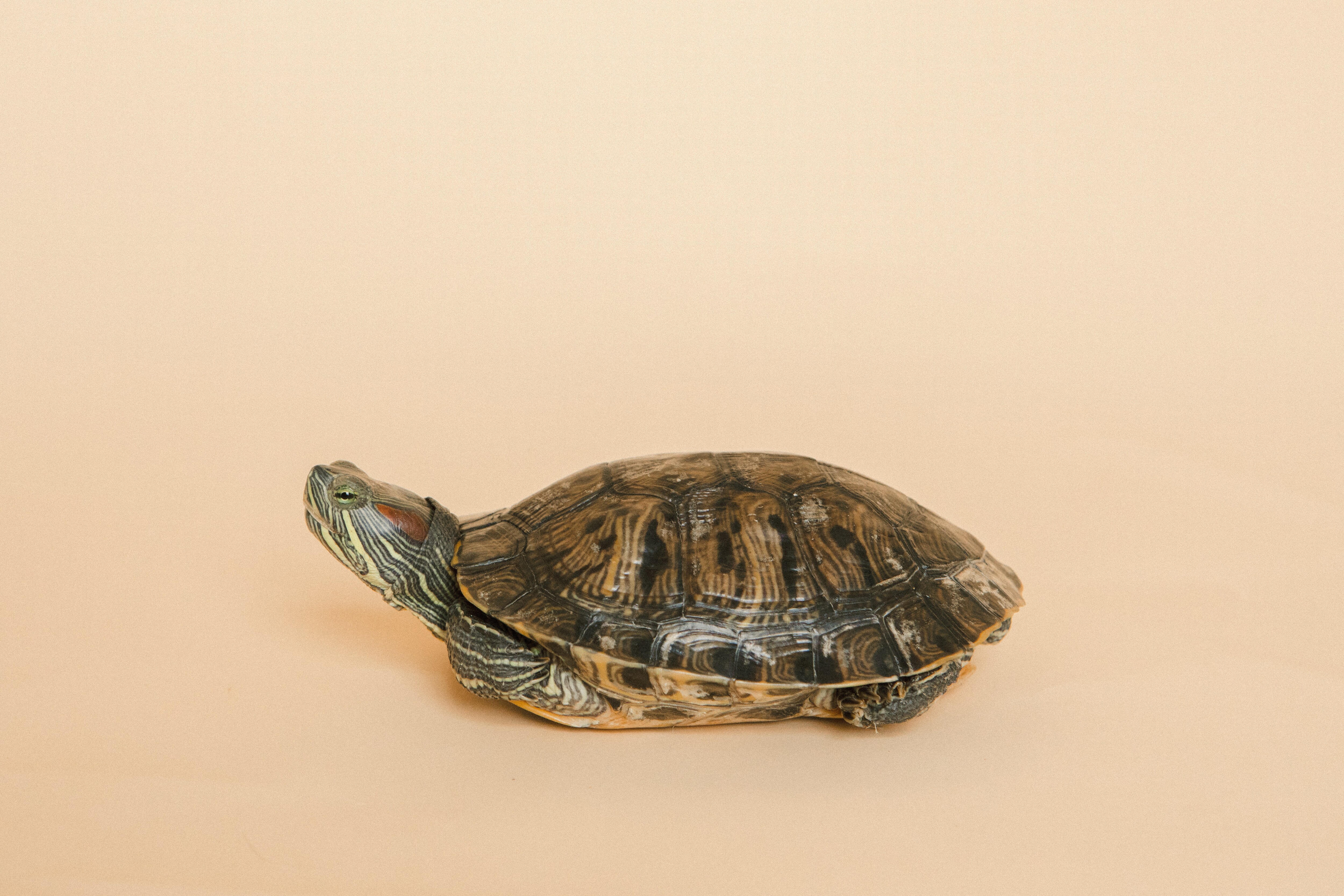 vastu-shastra-metal-turtle