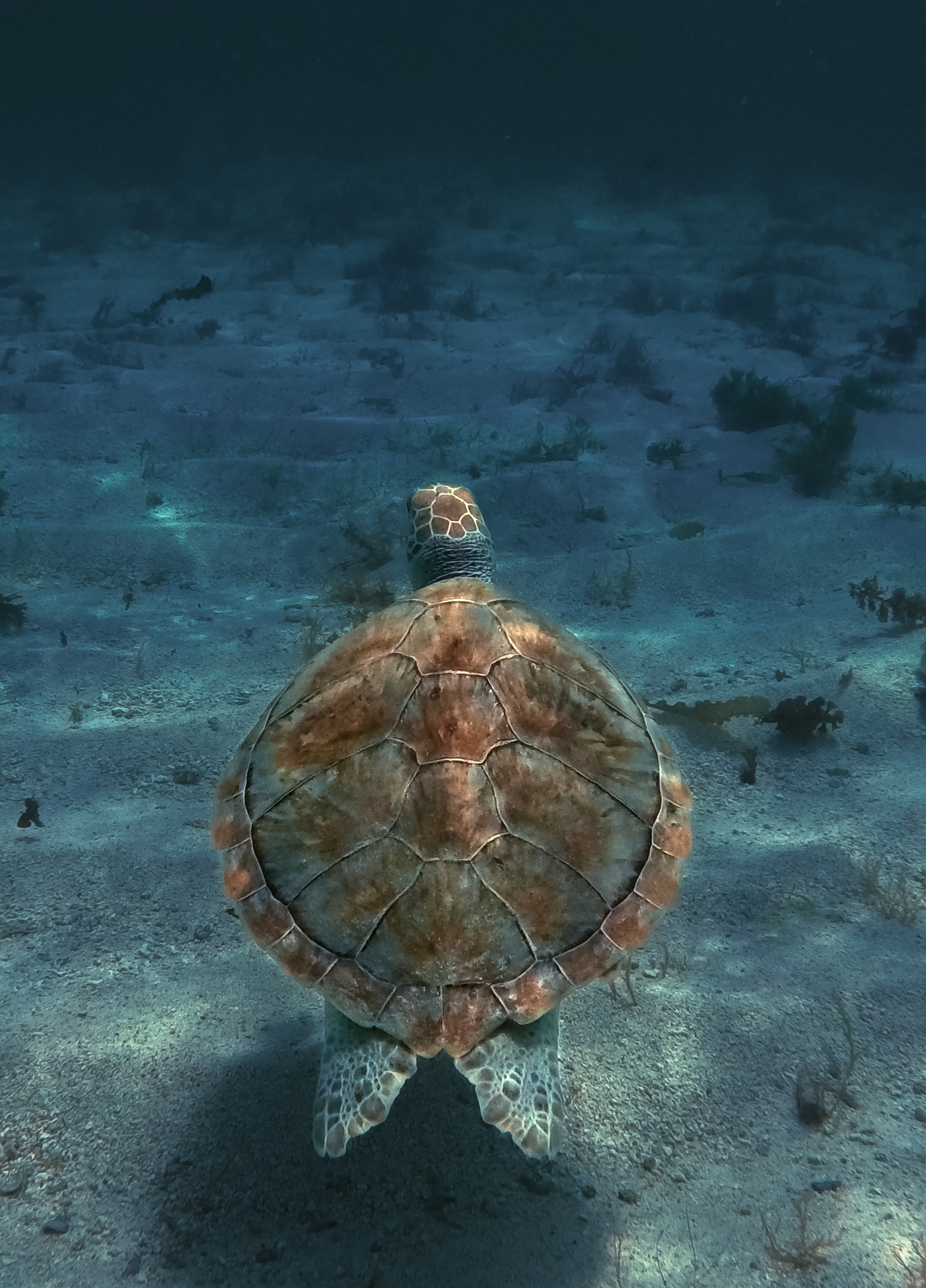 vastu-shastra-metal-turtle