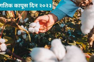 World Cotton Day 2023: जागतिक कापूस दिन का साजरा केला जातो? जाणून घ्या इतिहास आणि महत्त्व World Cotton Day 2023 significance in Marathi