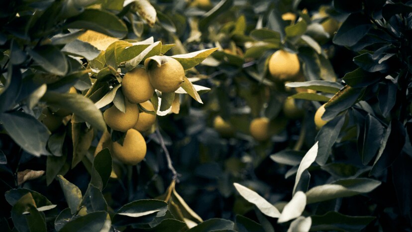 Lemon Leaves Health Benefits