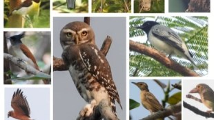 158 birds recorded in Tansa Sanctuary shapur