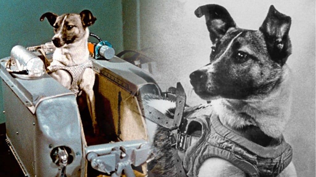 Laika dog, soviet russia, space travel, space mission, astronauts