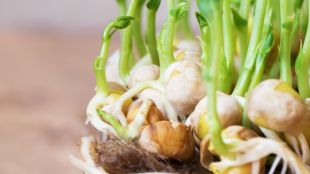 Garlic Farming :