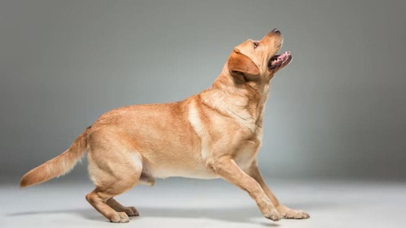 know First Aid after dog bite