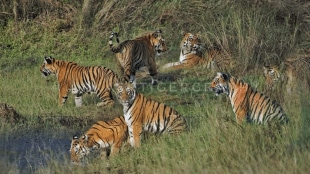 family of seven tigers spotted together Tadoba