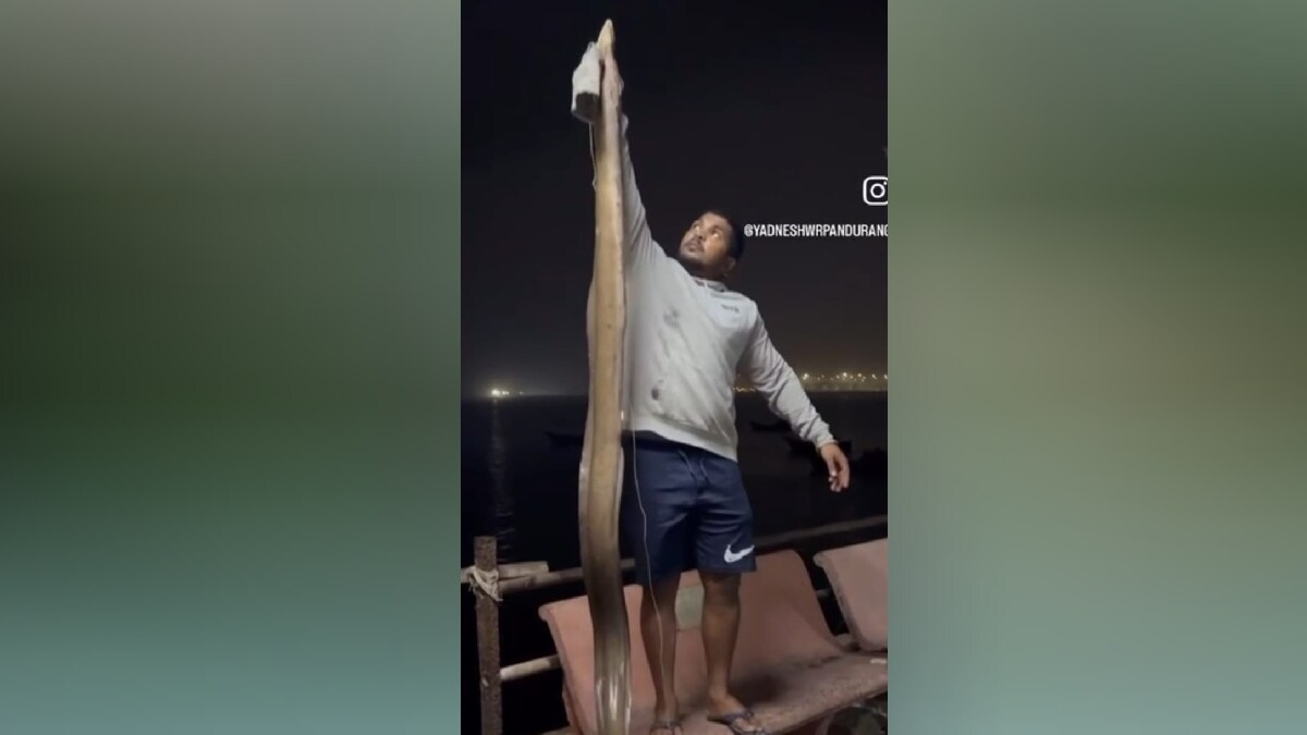 A fisherman fishing in Mora harbor found a fish ten feet long