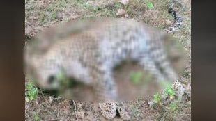 A leopard was found dead in Barbhai Tanda Shivara under Kala Daulat Khan Forest Park in Mahagav