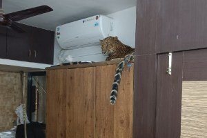 A team of forest department arrested a leopard that entered a flat in a building in Govindnagar nashik