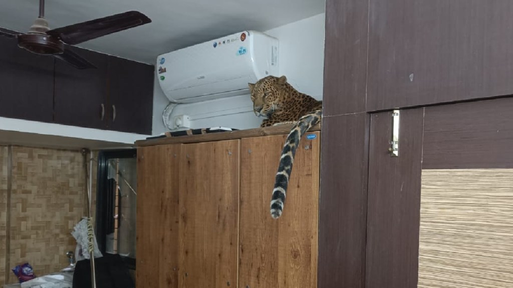 A team of forest department arrested a leopard that entered a flat in a building in Govindnagar nashik