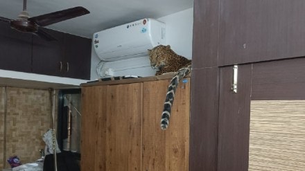 A team of forest department arrested a leopard that entered a flat in a building in Govindnagar nashik