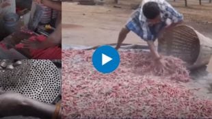 how crackers are made in factory lavangi mirchi