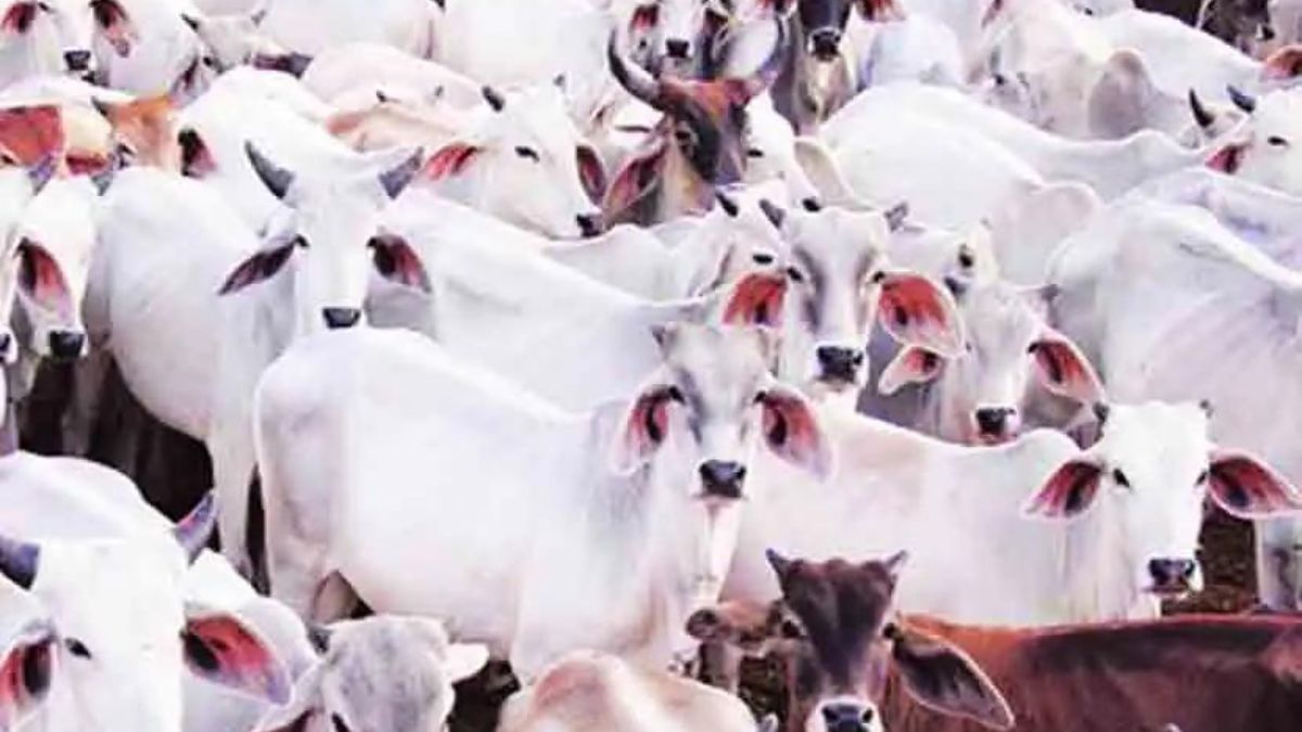 Artificial insemination rate among cows and buffaloes